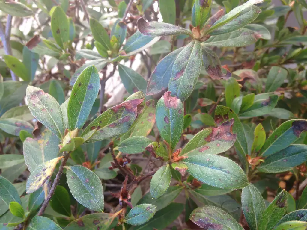 azalea leaf brown spots