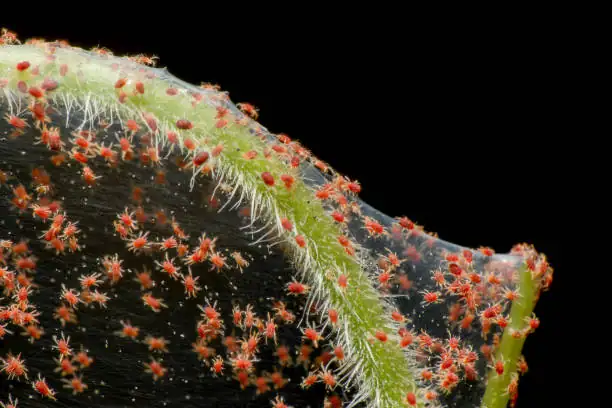 azalea spider mite infestation