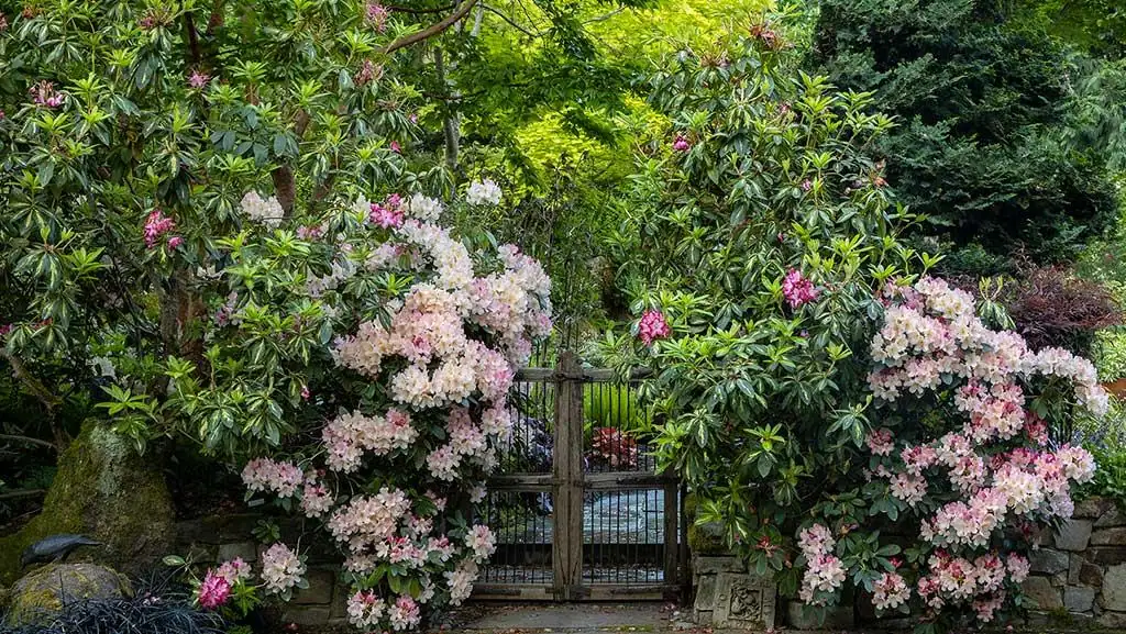 杜鹃花的前世今生：从喜马拉雅山到全球花园