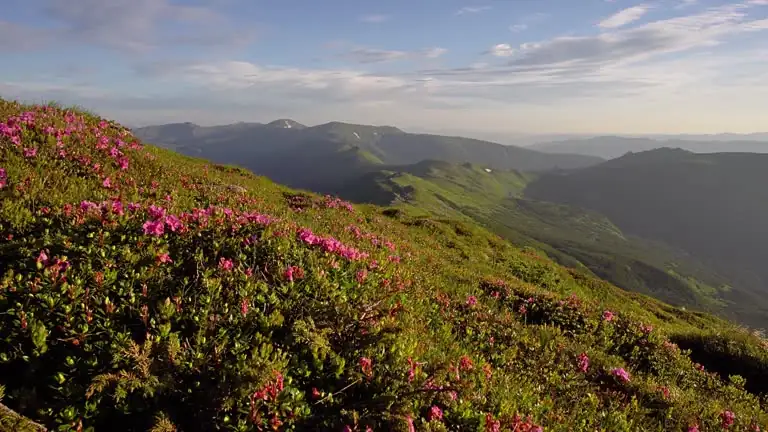 himalayan rhododendron landscape