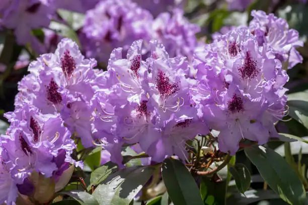 rhododendron specimens collection