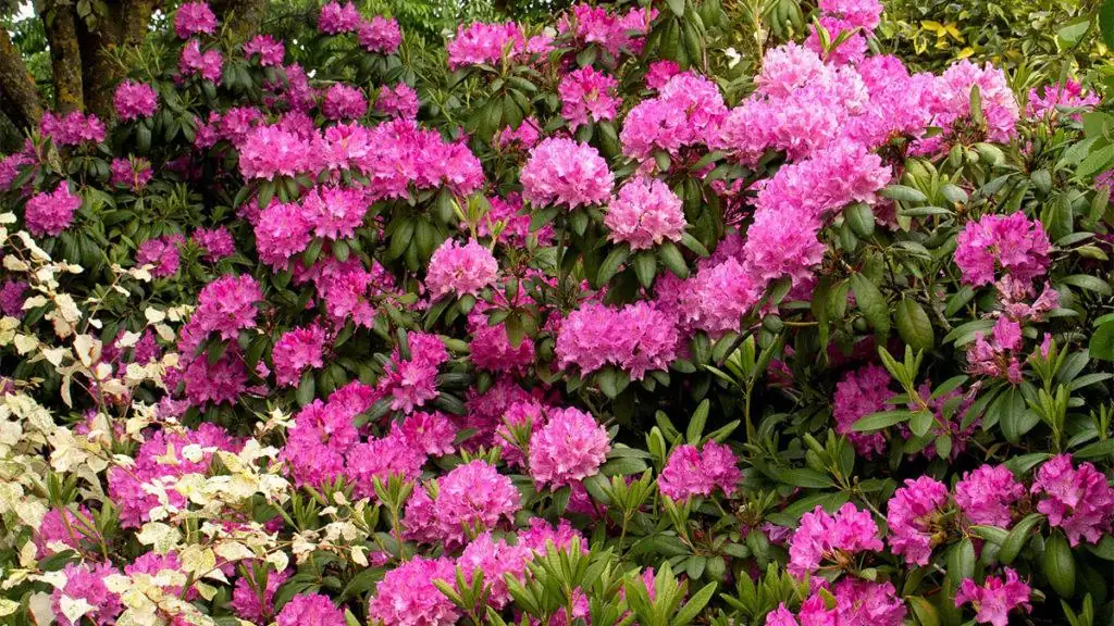 variety of rhododendron flowers