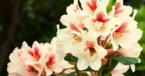 rhododendron cultural symbolism