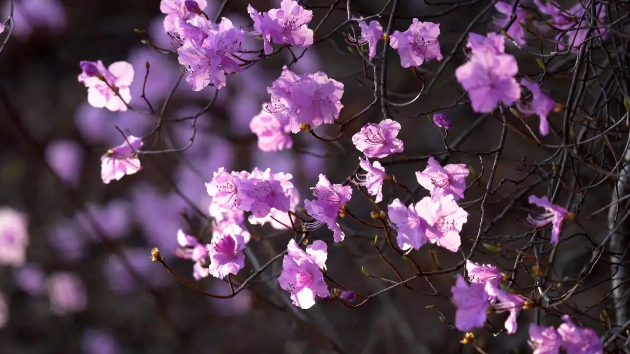 杜鹃花的小秘密：为何被称为“花中西施”？
