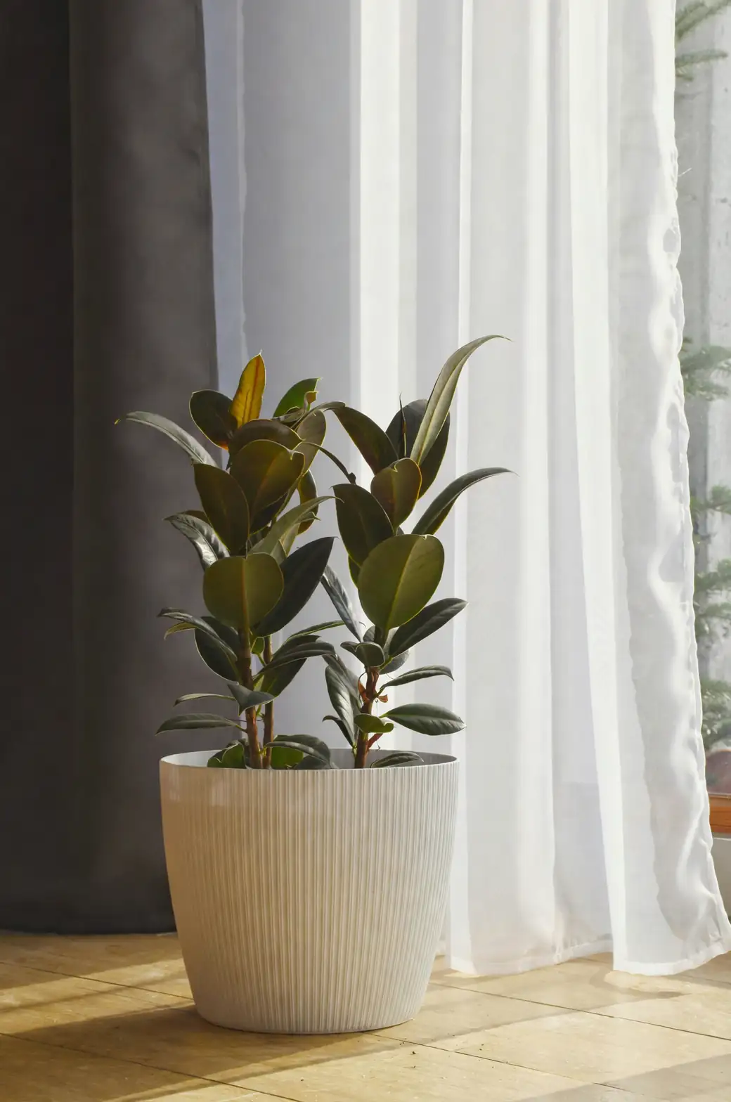 rubber plant by window sunlight
