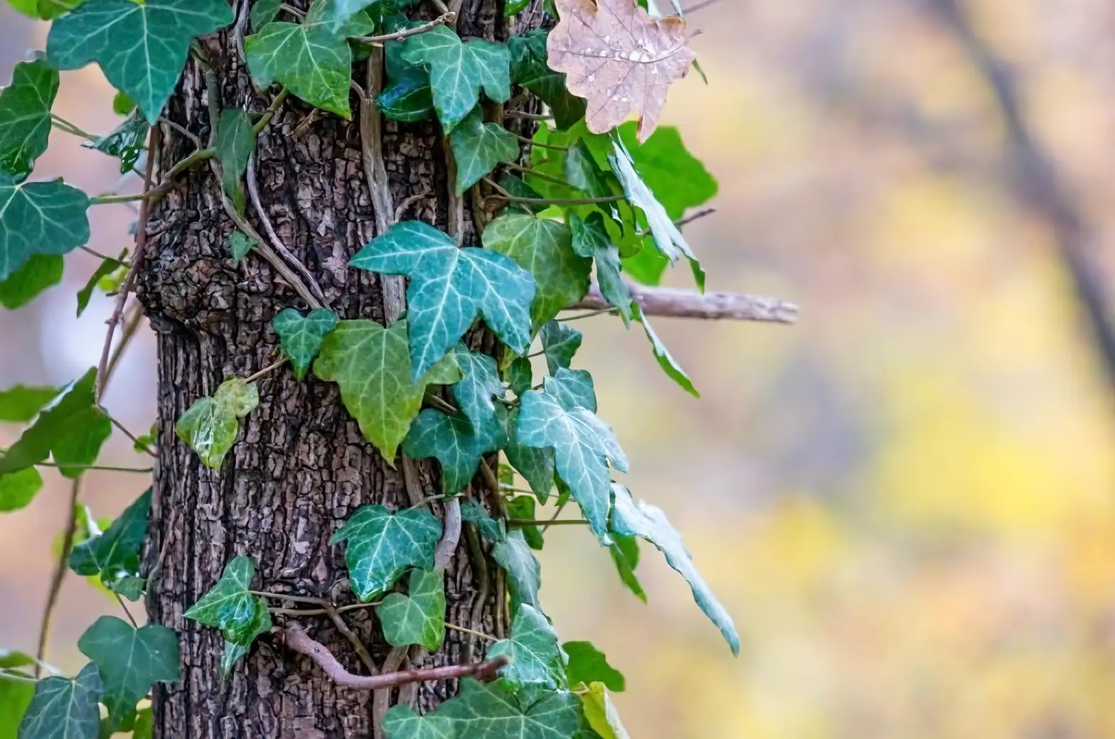 ivy under tree shade