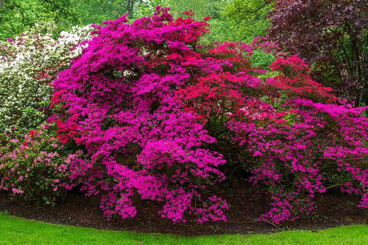 azalea flowers variety colors
