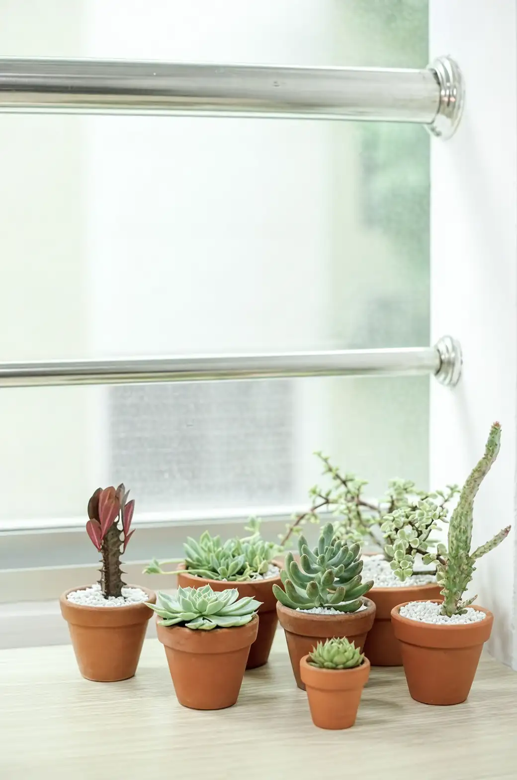 succulents on sunny windowsill