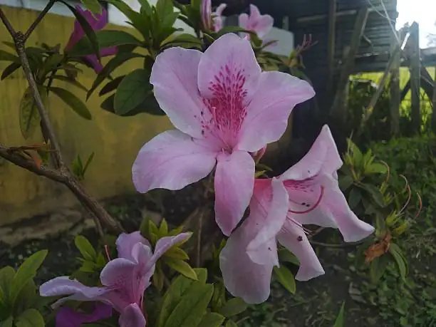 azalea planting care tips