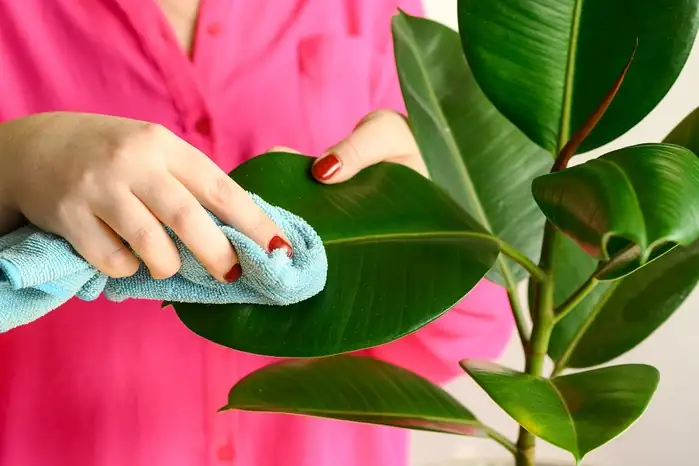 watering rubber plant indoors