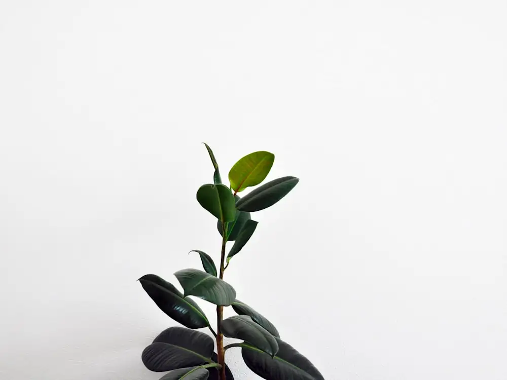 rubber plant beside TV