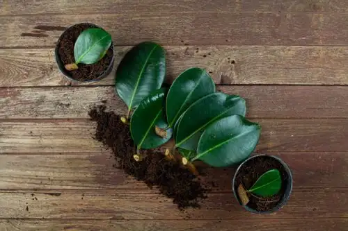 rubber tree cutting propagation