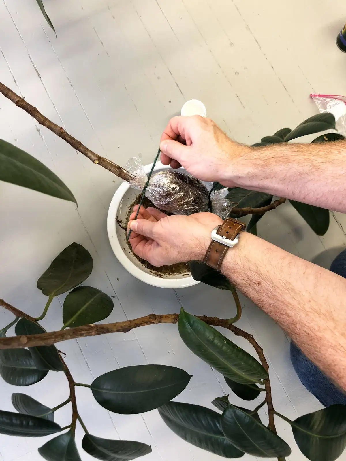 rubber tree air layering