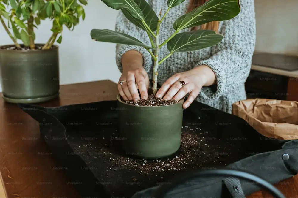 rubber tree care tips