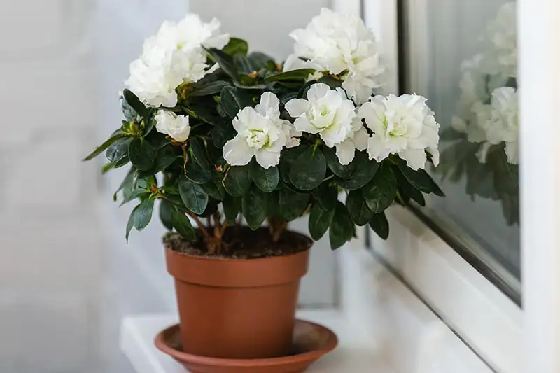 rhododendron indoor windowsill