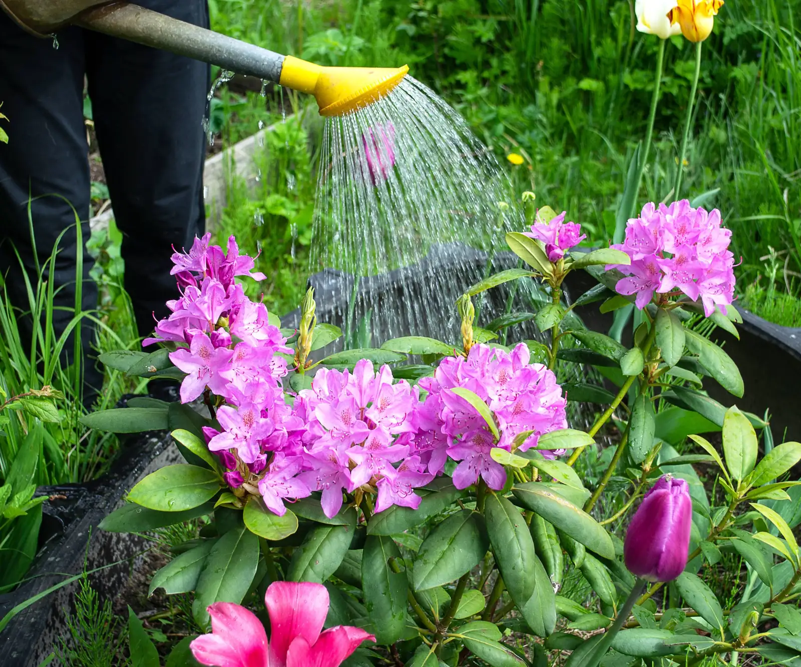 watering rhododendron plant