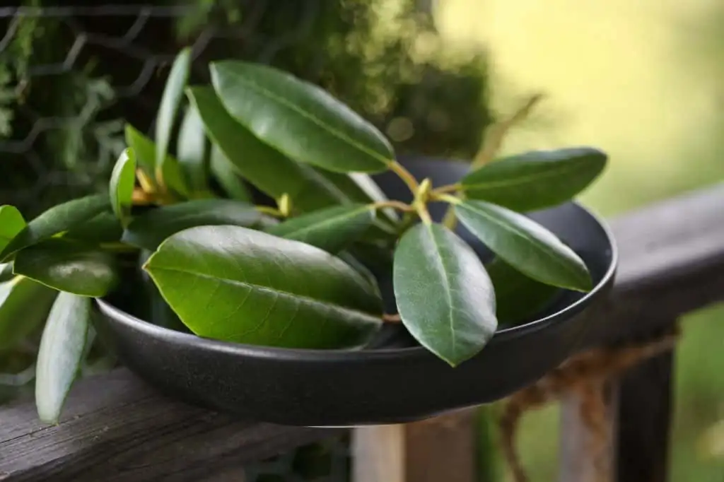 rhododendron cutting propagation
