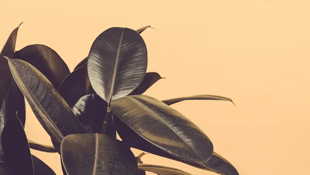 rubber plant leaves close-up