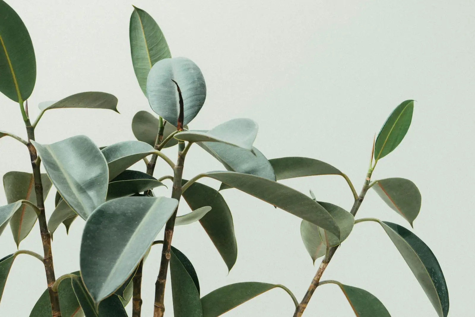 rubber plant soil preparation