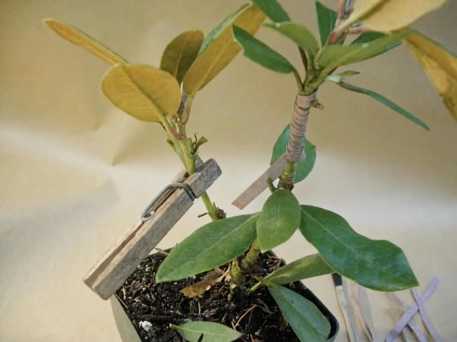 rhododendron grafting process