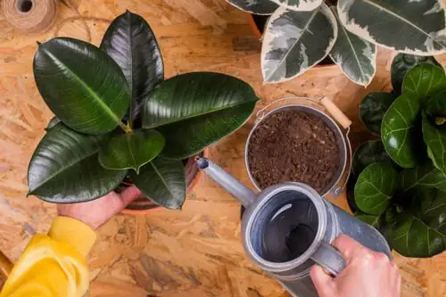 watering rubber plant