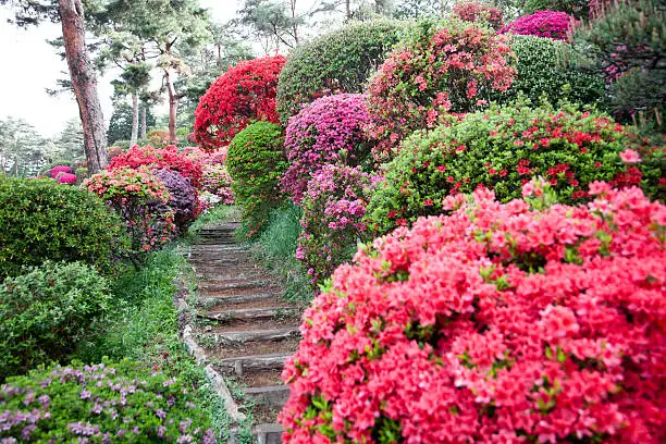 azalea path garden design