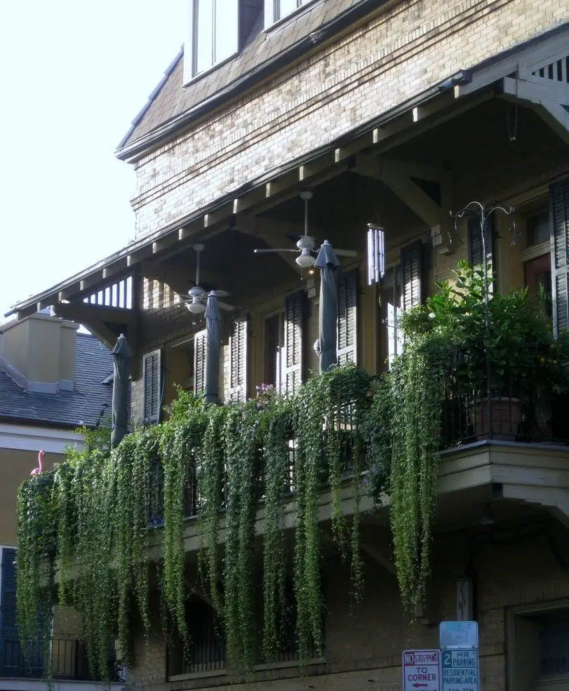 ivy hanging on shaded balcony