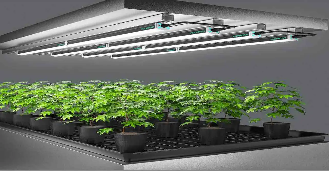 LED grow light setup indoor