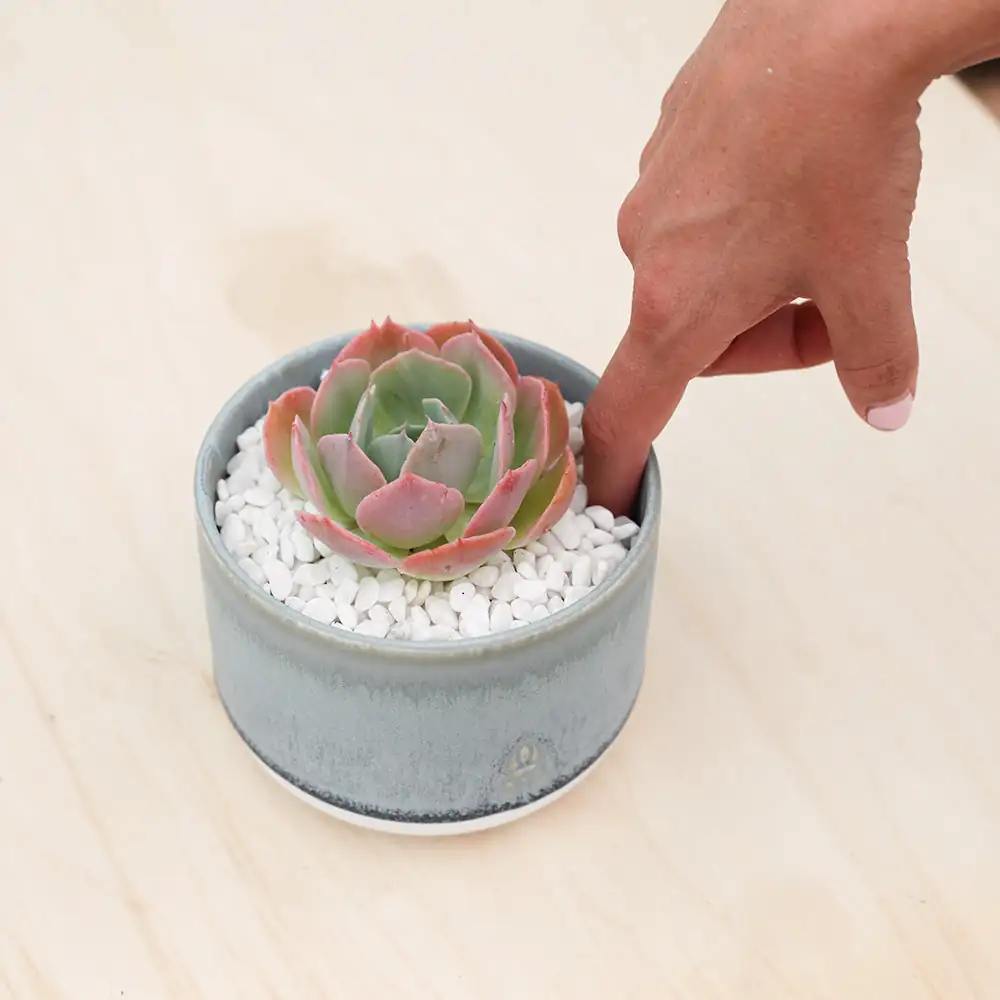 succulent dry soil check