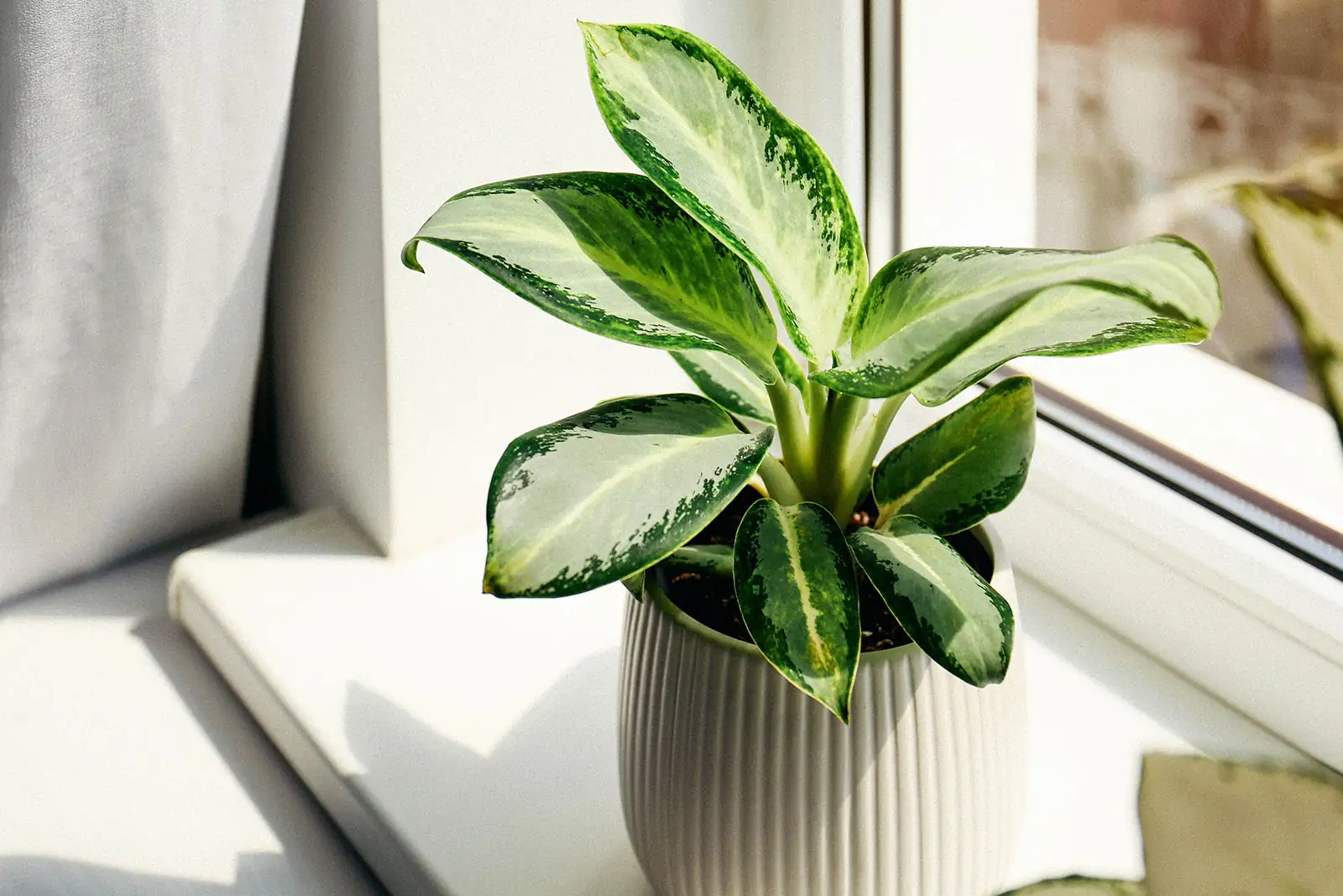 Chinese evergreen on windowsill