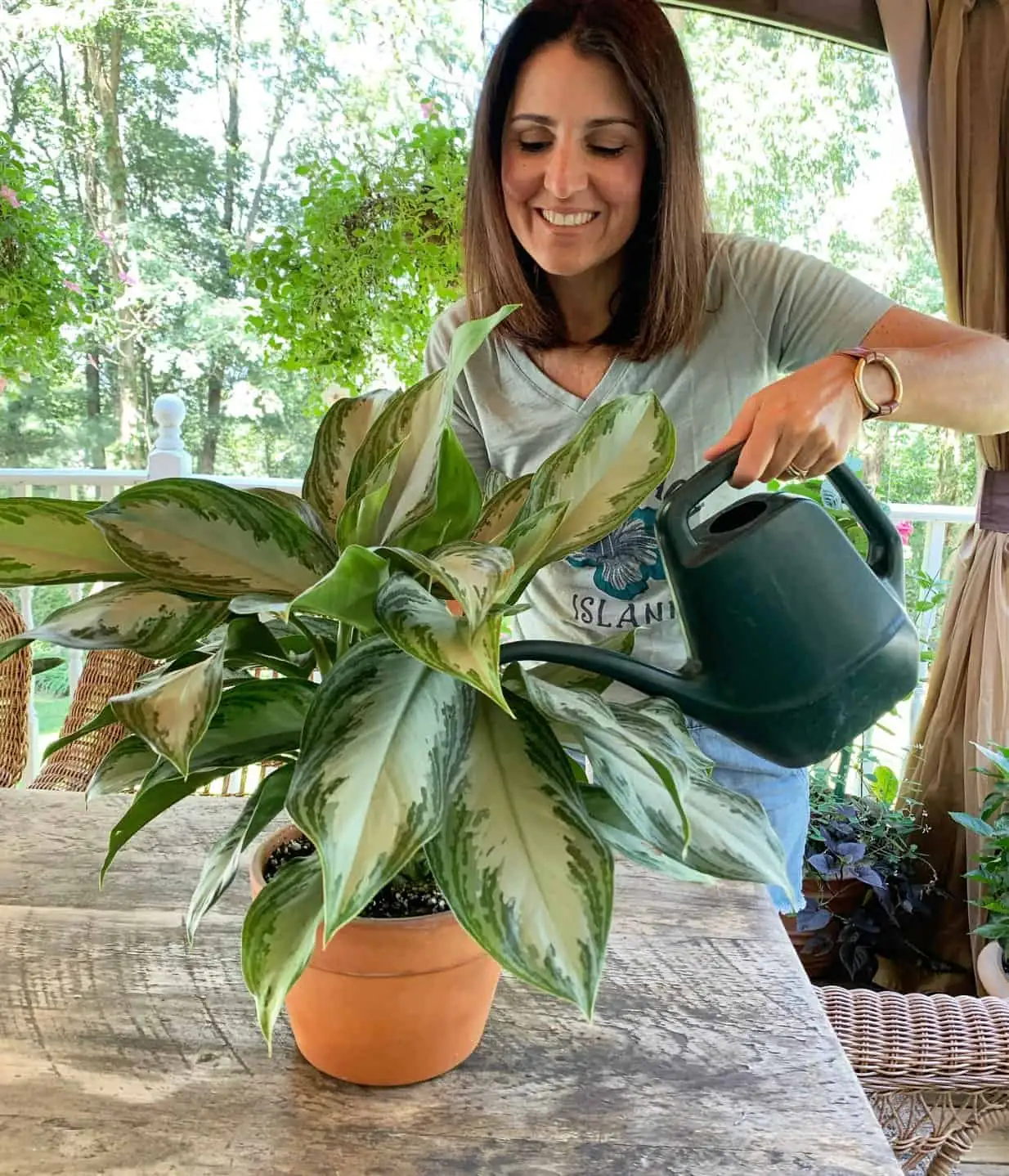 watering Chinese evergreen plant