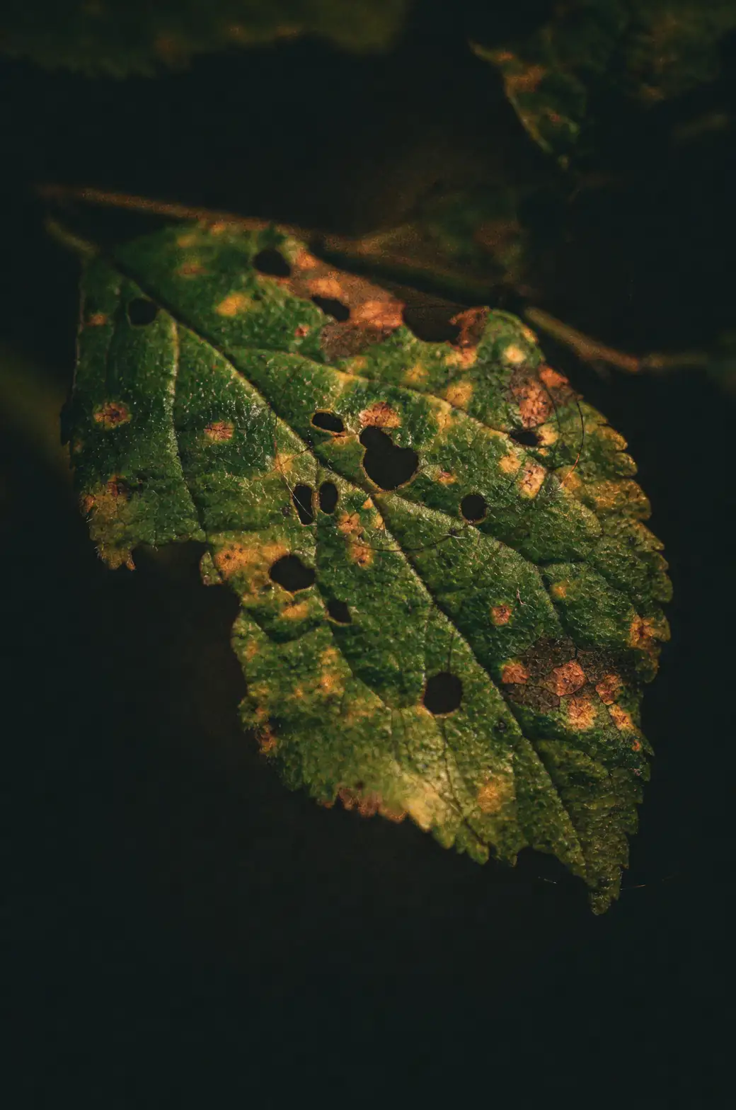 chinese evergreen leaf spot disease