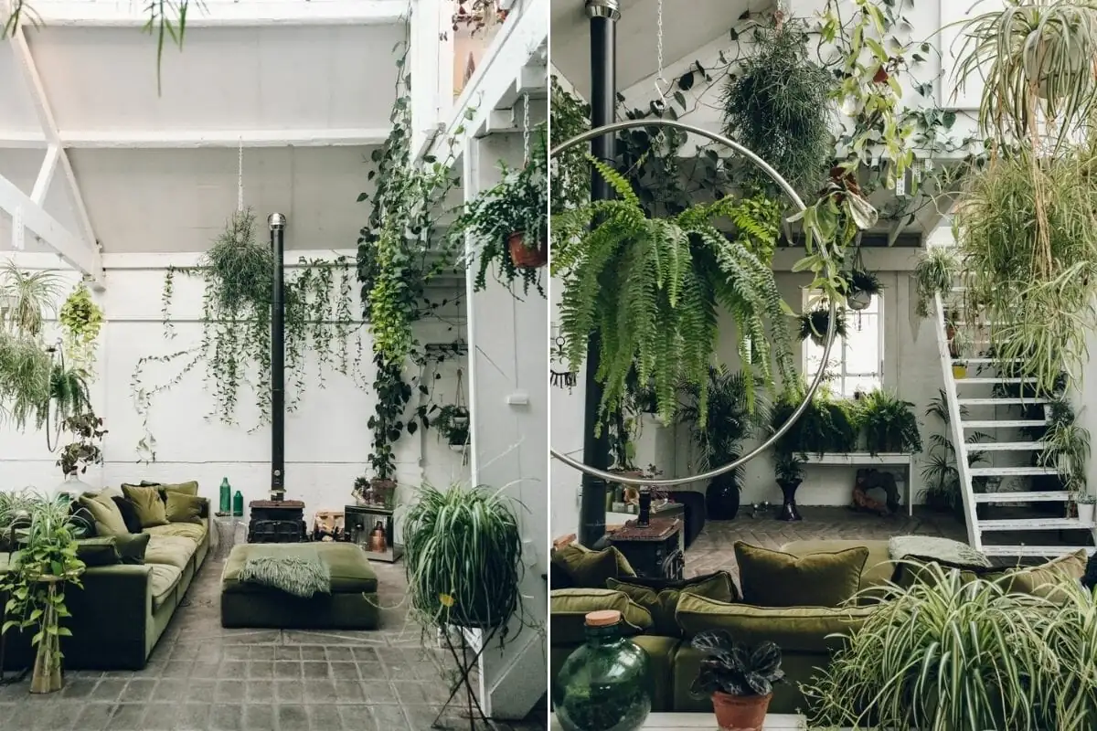 evergreen plant in modern interior design