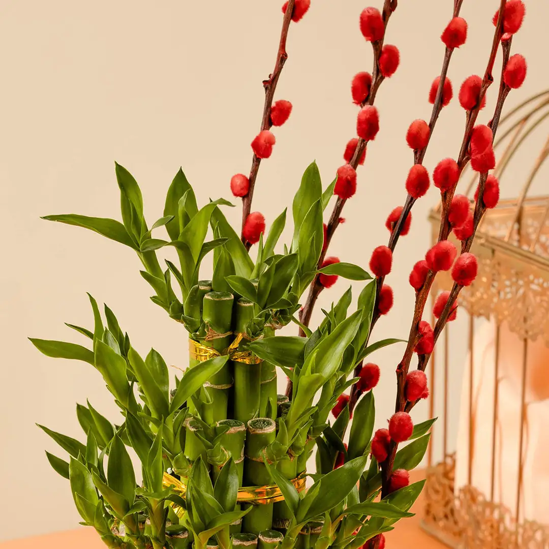 lucky plant Chinese New Year