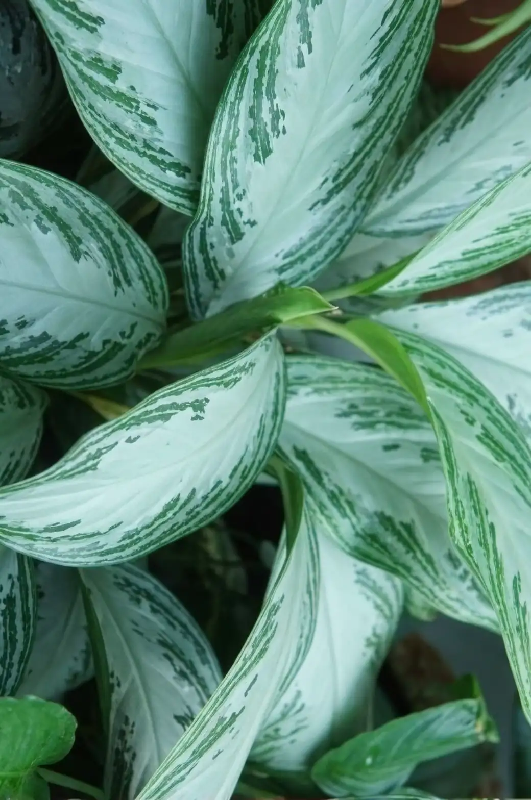 Aglaonema leaf close-up