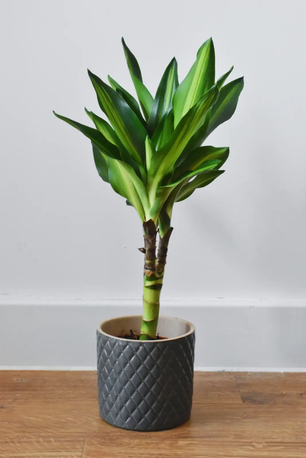 lucky bamboo in home decor