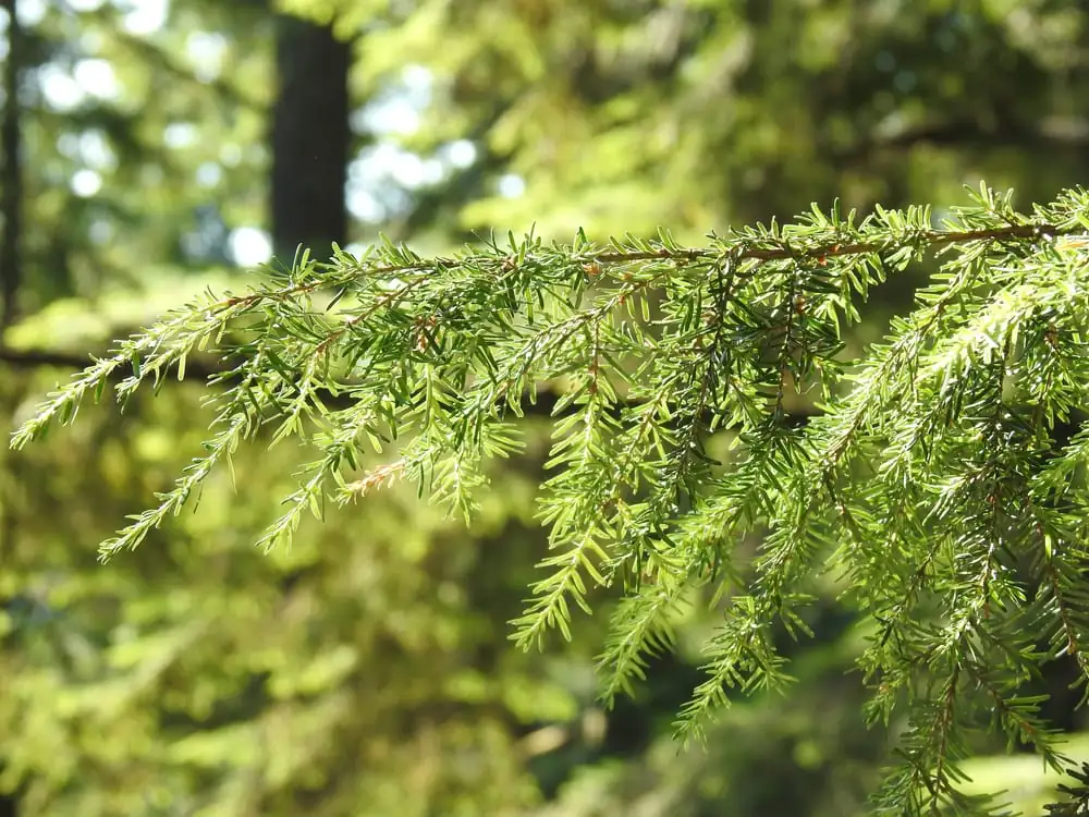 evergreen plant in western setting