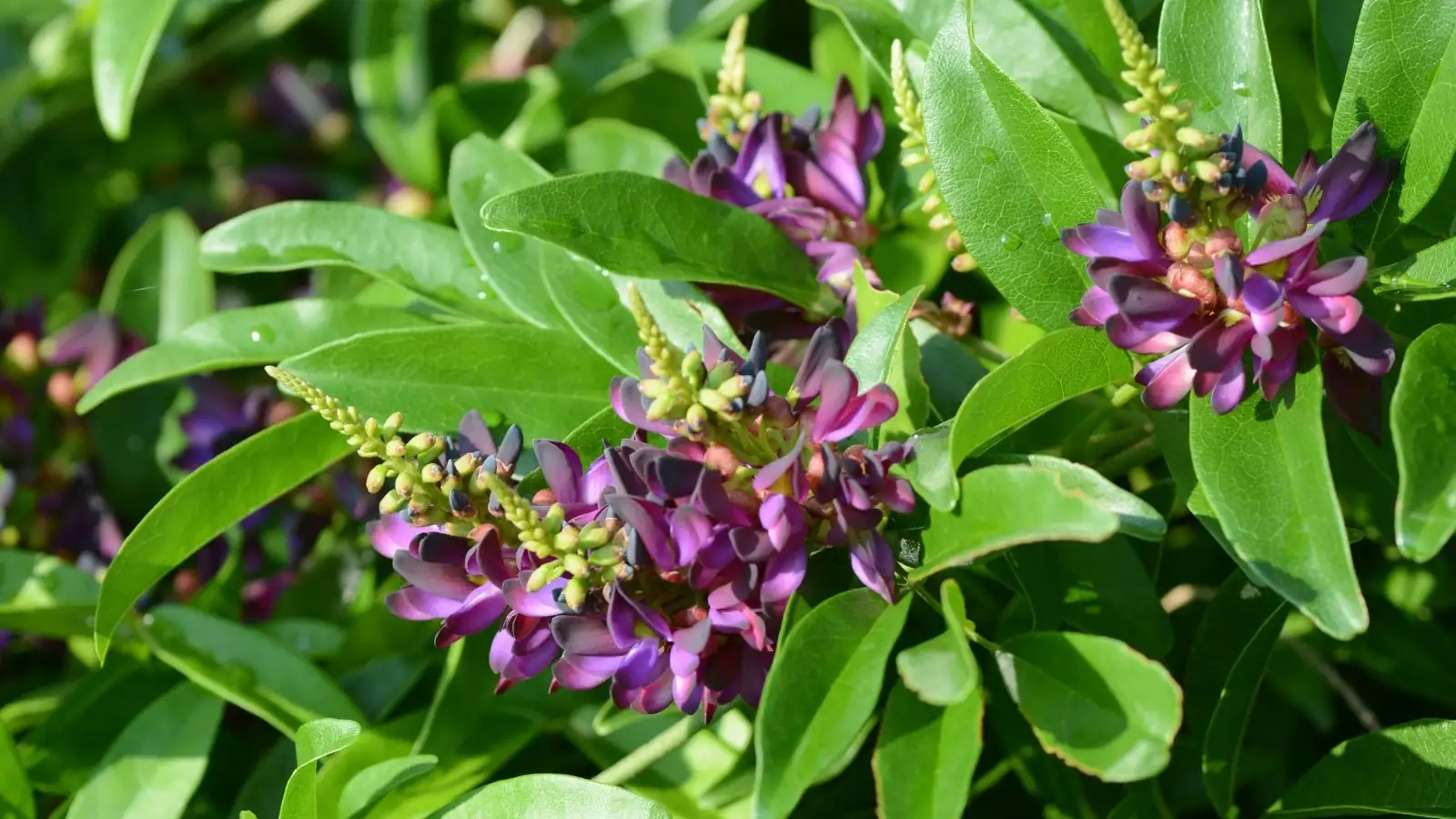 evergreen plant blooming flower