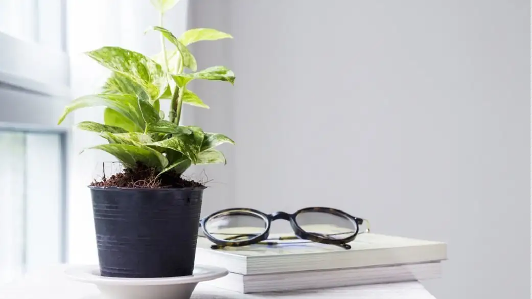 aglaonema study desk