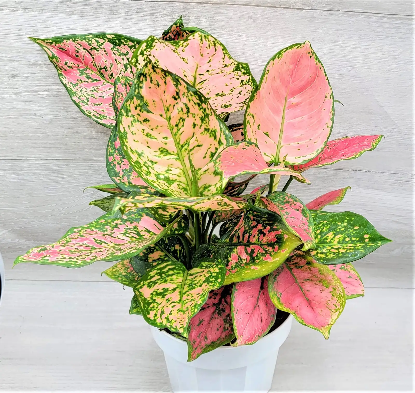 aglaonema entryway decoration
