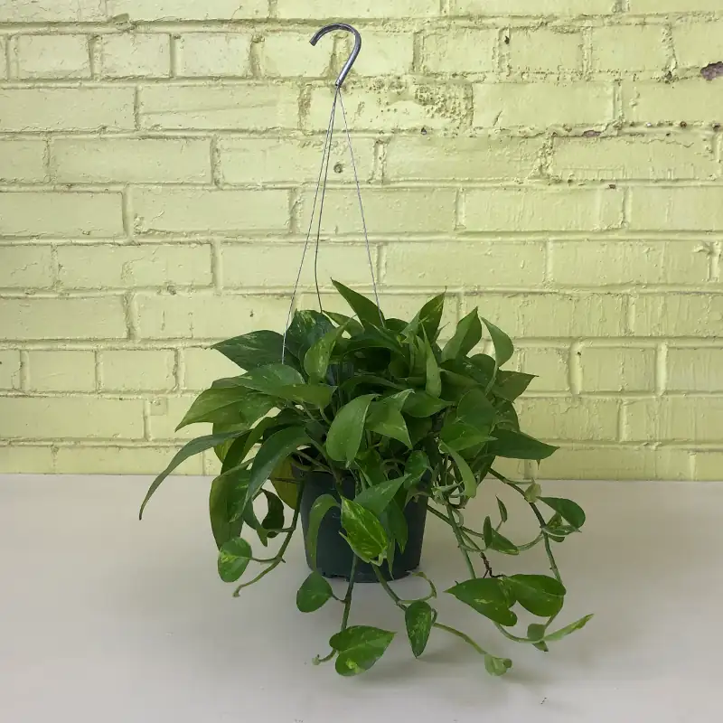 pothos hanging basket