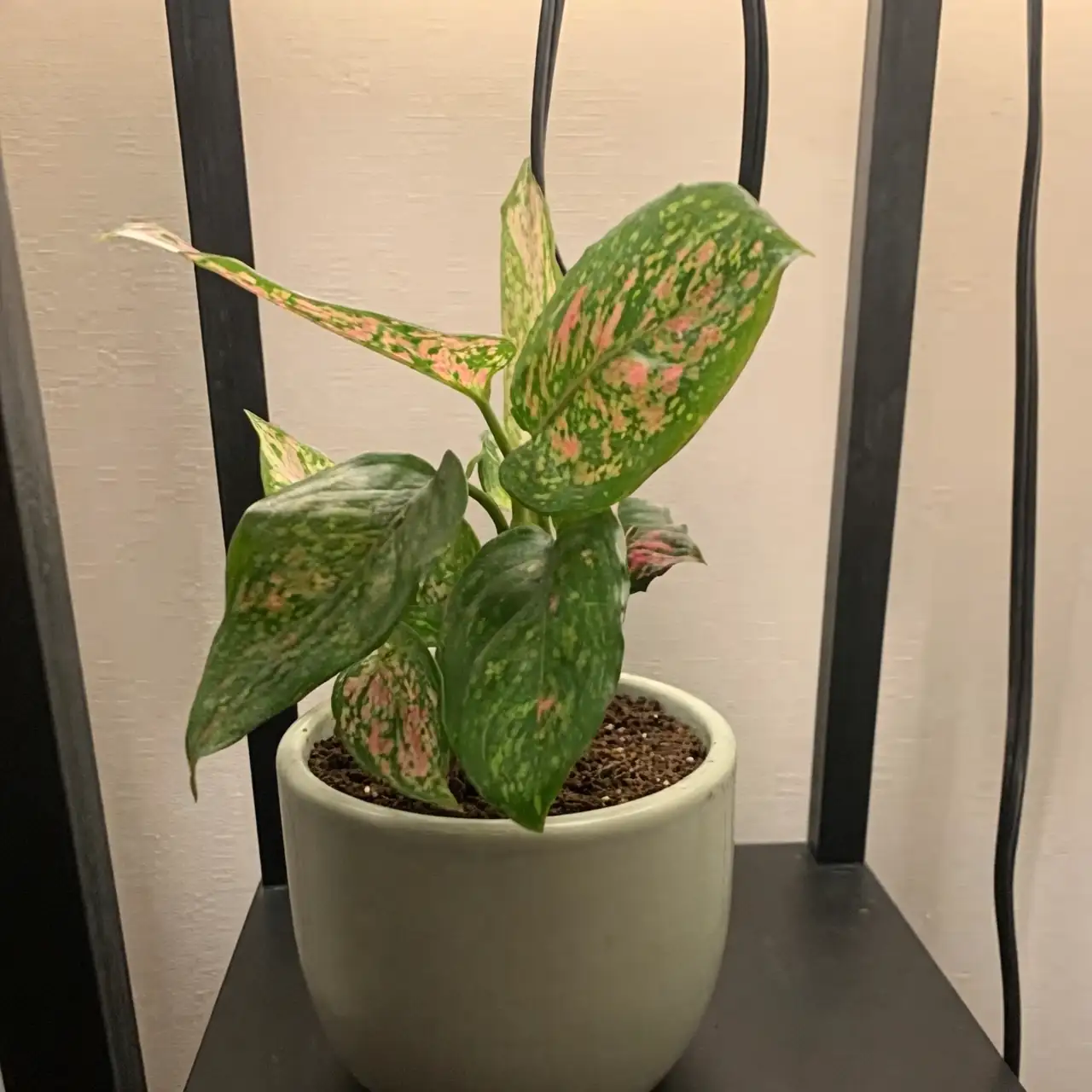 aglaonema care light and water