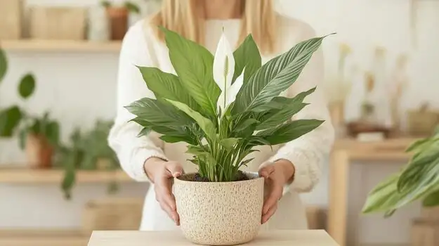 peace lily in bright room