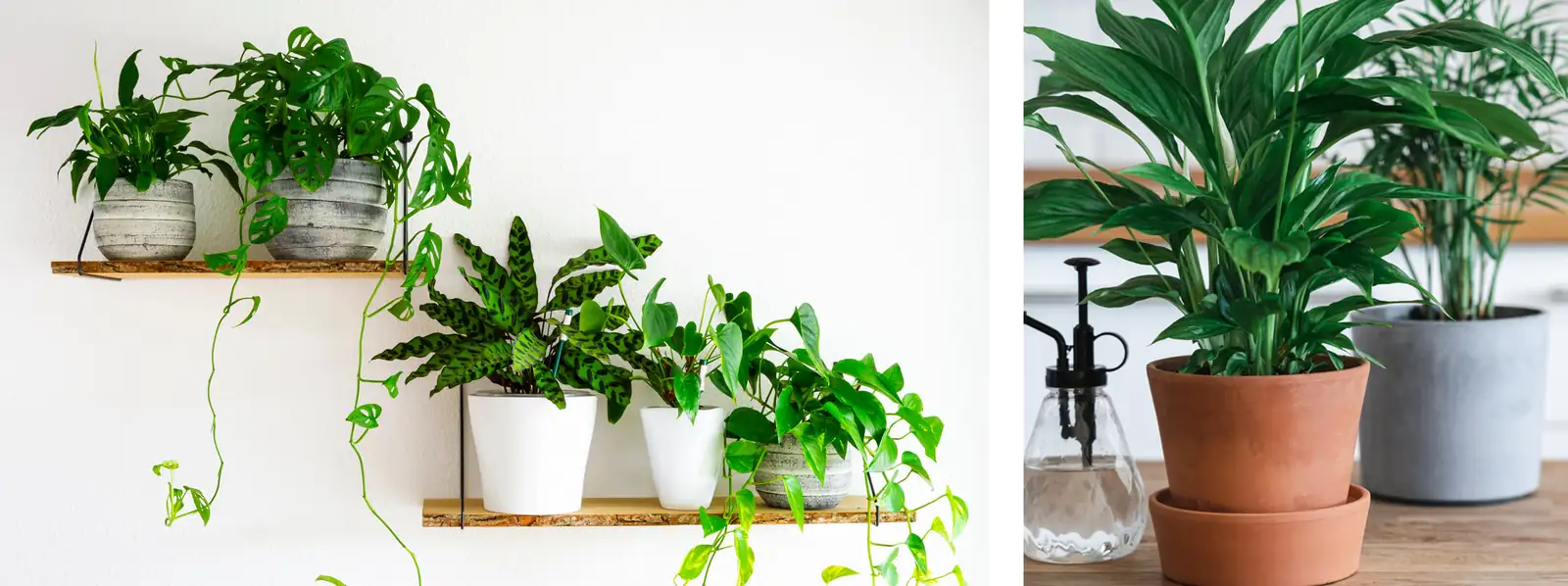 indoor plants variety