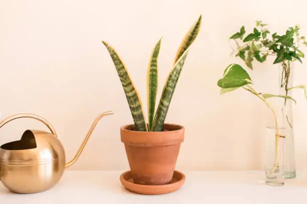 watering snake plant soil