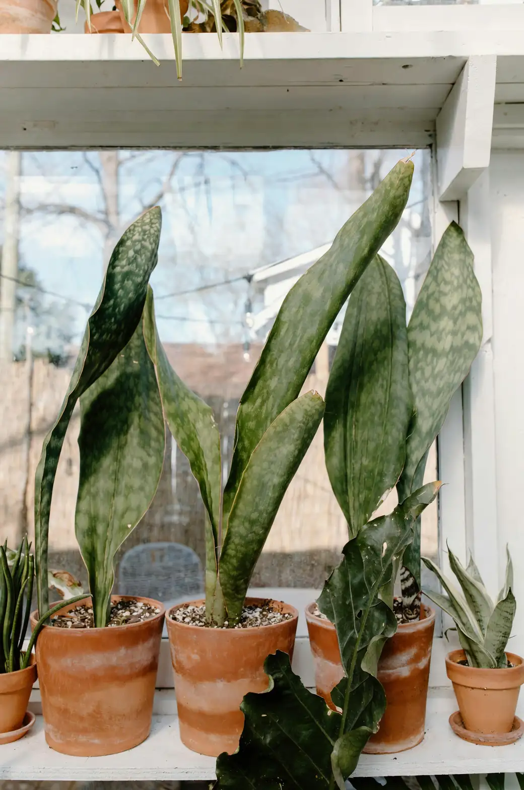 snake plant soil mix ingredients
