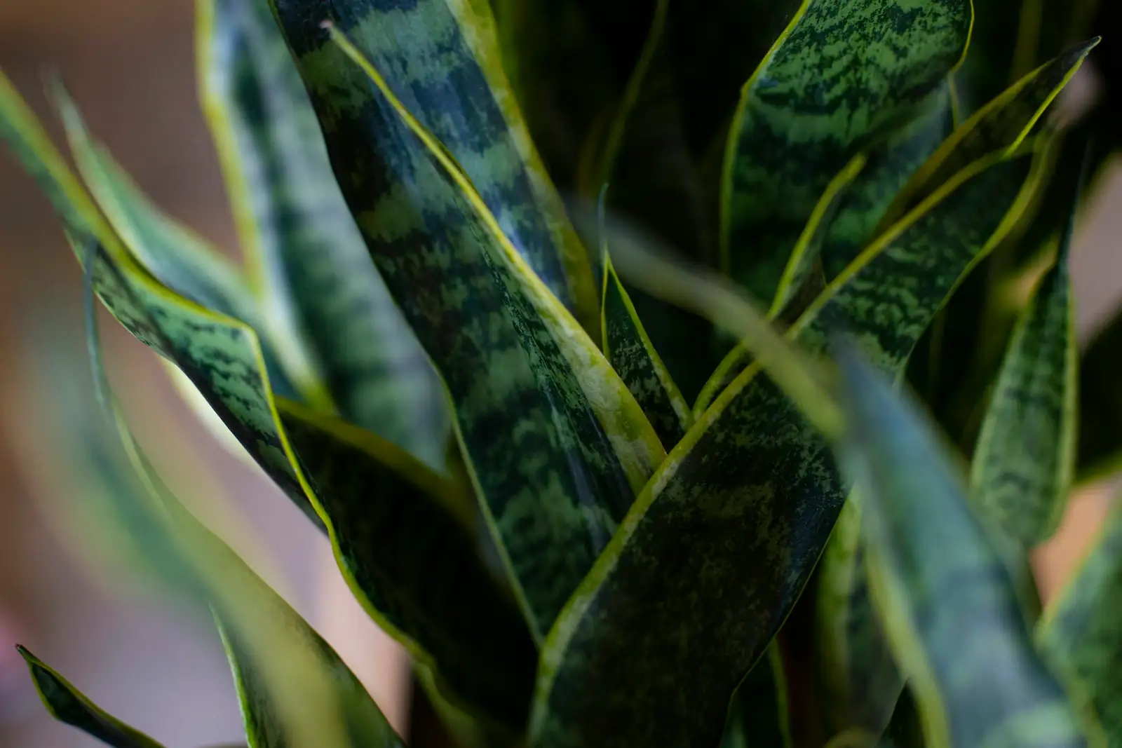 snake plant pruning yellow leaves