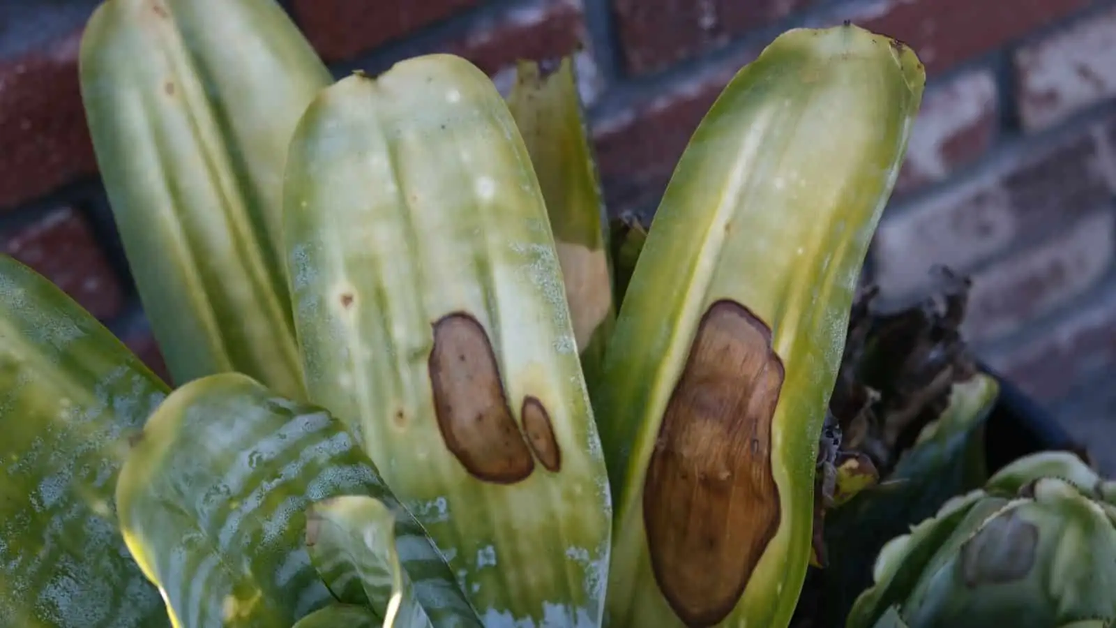 leaf spot disease on sansevieria