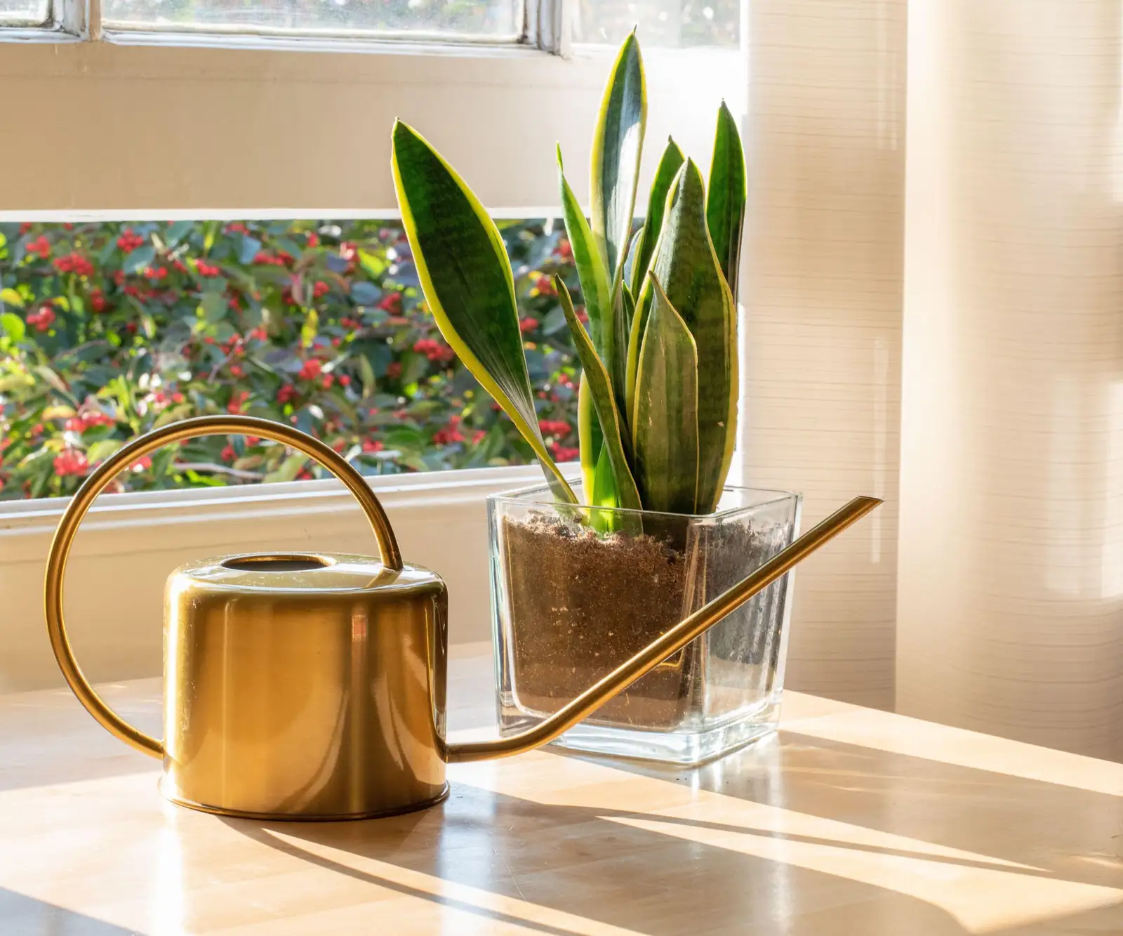 snake plant in modern home