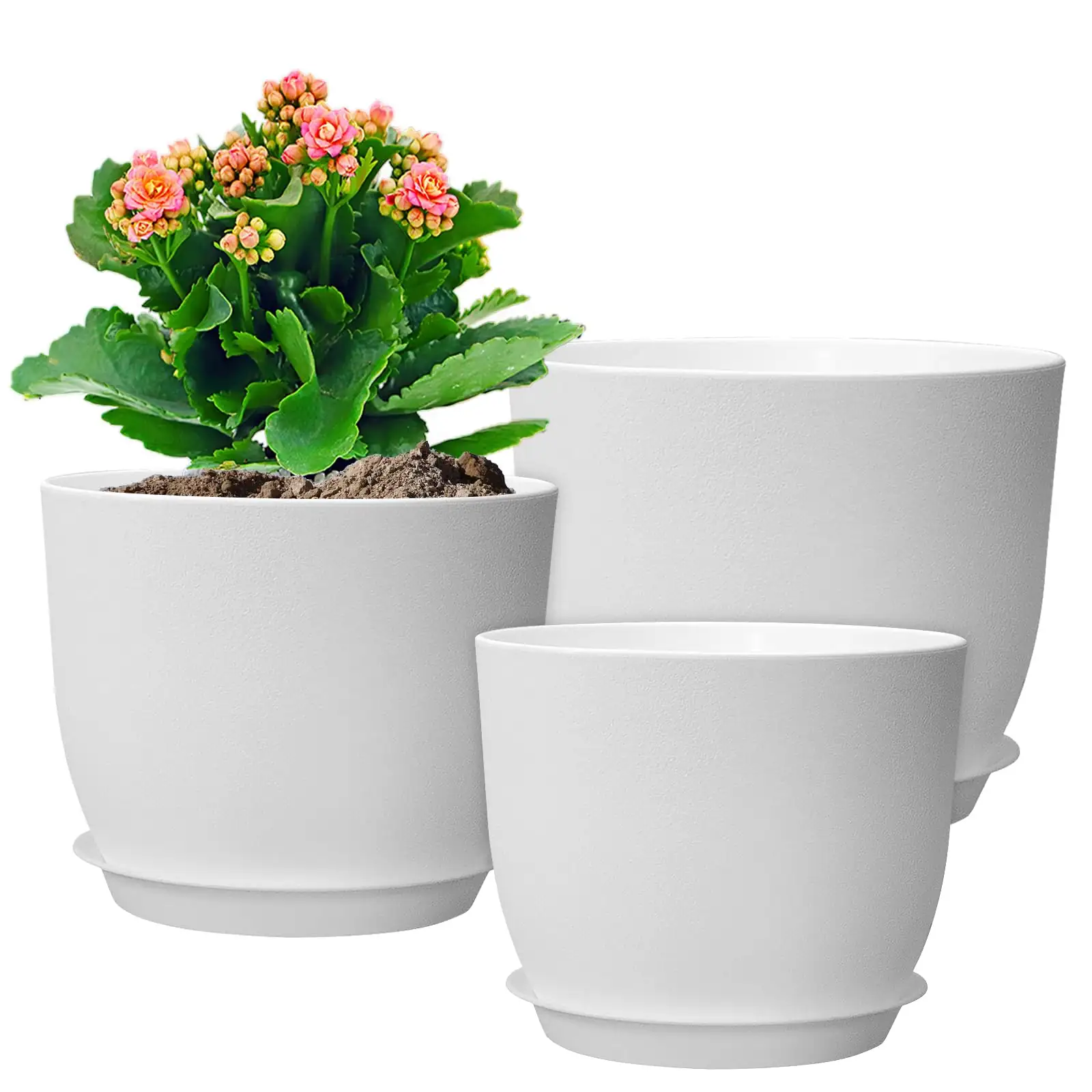 plastic pot with indoor plants